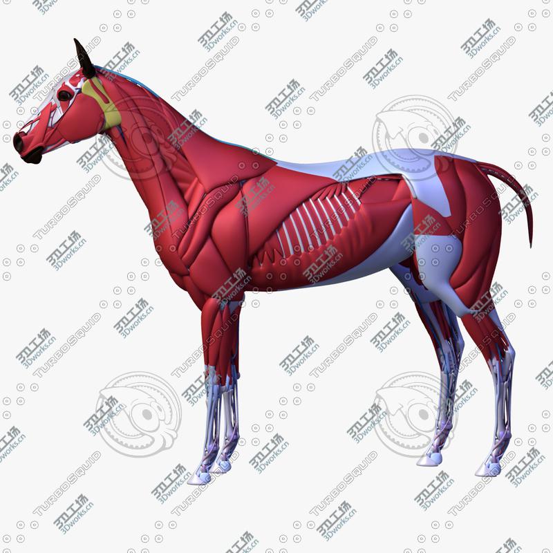 images/goods_img/20210113/Horse Anatomy/2.jpg